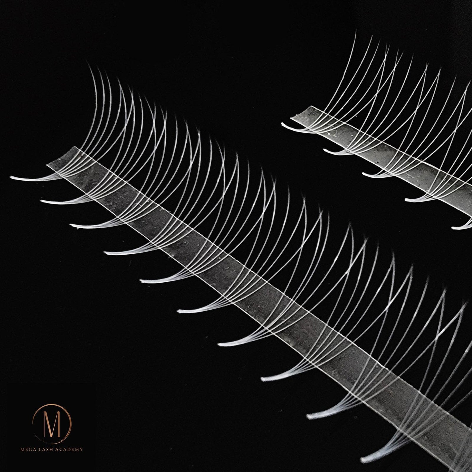 White 5D Rapid Promade Fans - 600 Fans - Mega Lash Academy